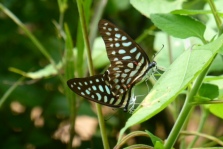Butterflies - Siem Reap